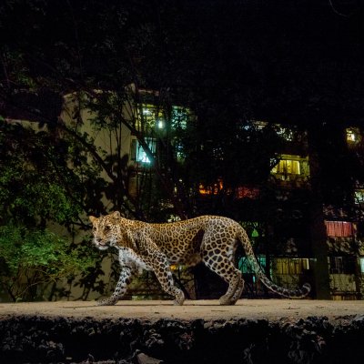 A leopard in Mumbai. Photo by Steve Winter, National Geographic.